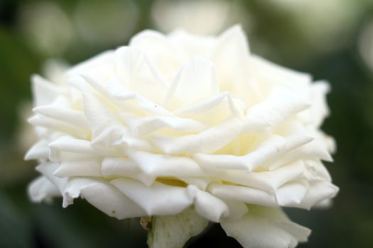 White rose drop on garden, close up macro