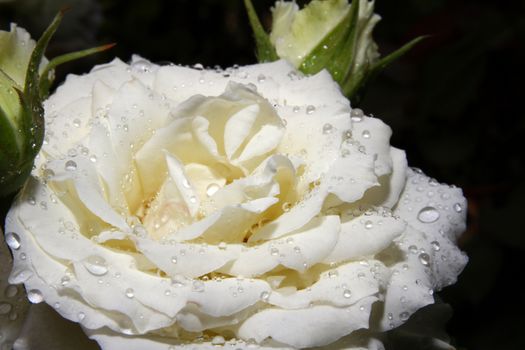 White rose drop on garden, close up macro