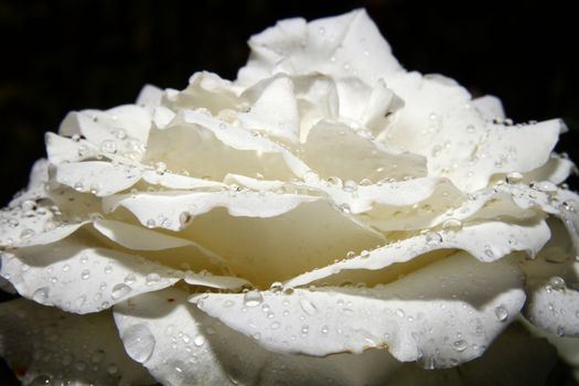 White rose drop on garden, close up macro