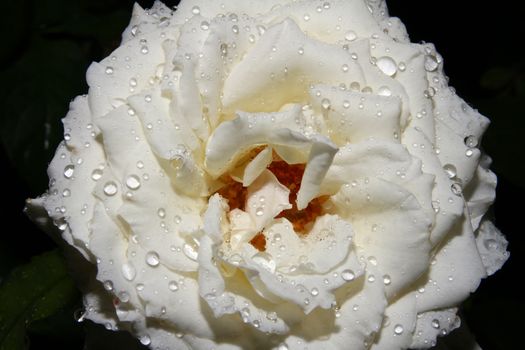 White rose drop on garden, close up macro