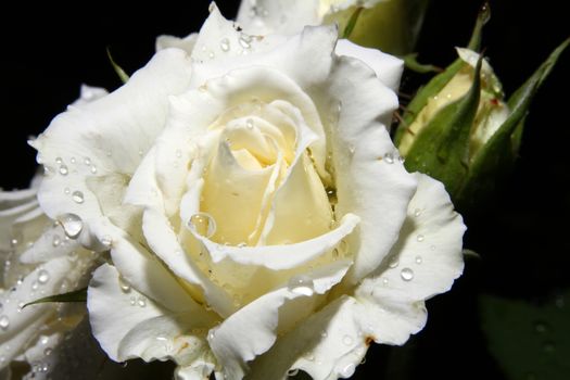 White rose drop on garden, close up macro