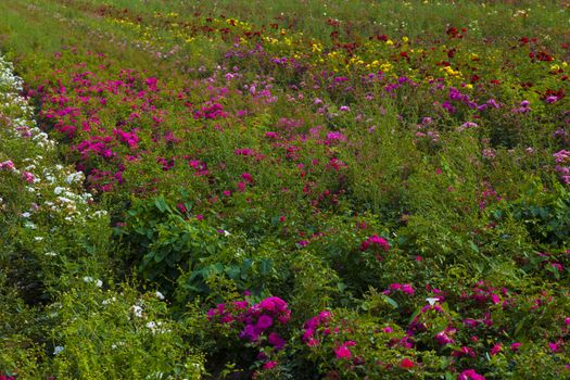 field with roses both in bud and in full bloom in red pinkj purple yellow white