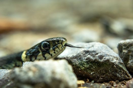 Big head of grass snake in stones