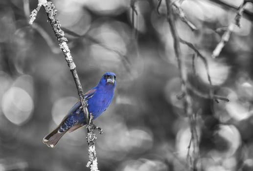 Mature male blue grosbeak perched on small limb of apple tree. Monochrome with color splash.