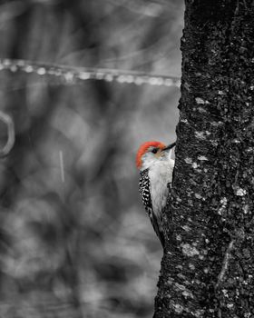 Monochrome view with red color splash of male red-bellied woodpecker clings to a tree trunk in an icy woodland area.