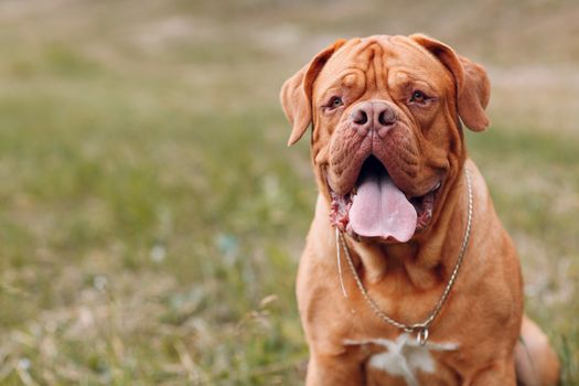 Portrait Dogue de Bordeaux. Purebred French Mastiff dog