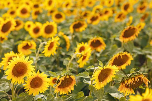 Field of blooming sunflowers. Sunflower oil source