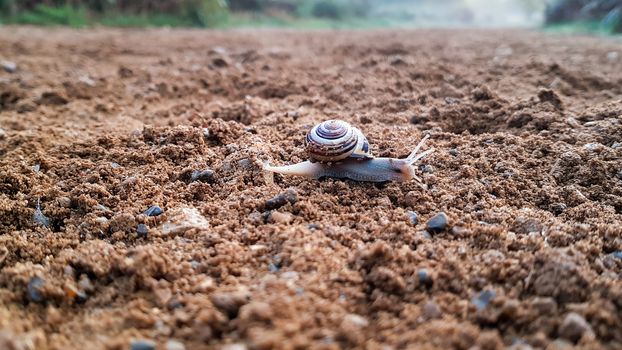 A brown-lipped snail, capaea nemoralis, crawling across a sandy path in a London park