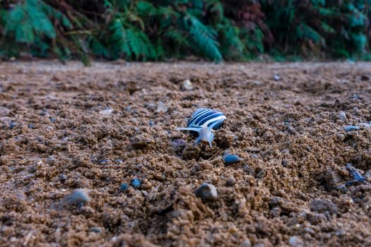 A brown-lipped snail, capaea nemoralis, crawling across a sandy path in a London park