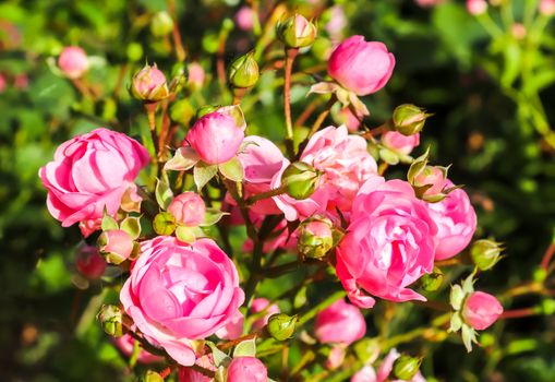 Top view of yellow and orange rose flower in a roses garden with a soft focus background.