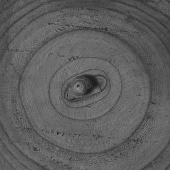 Snail on wood log following the lines, black and white, symmetry, ellipse, circle