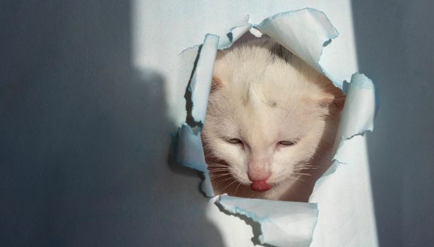 White beautiful cute cat licking peeking out of a hole in the blue paper. Concept form for registration of veterinary drugs, copy space.