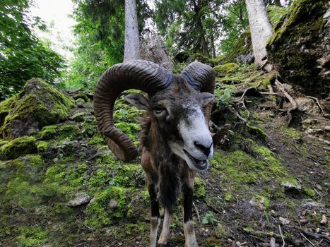 Capricorn looking into camera with big nose in foreground