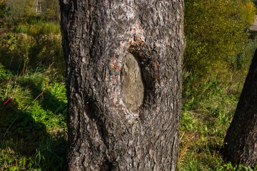 The pine tree, the texture of bark, hollow. Close up.