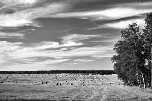 rural landscape with arable fields after the harvest in Poland, black and white,