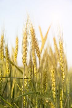 Barley grain hardy cereal that has coarse bristles extending from the ears chiefly for use in brewing and for flour