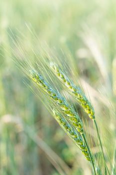 Barley grain hardy cereal that has coarse bristles extending from the ears chiefly for use in brewing and for flour