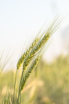 Barley grain hardy cereal that has coarse bristles extending from the ears chiefly for use in brewing and for flour