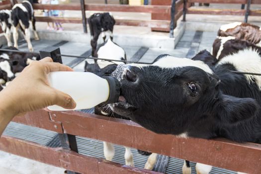 Closeup - Baby cow feeding on milk bottle by hand men in Thailand rearing farm.