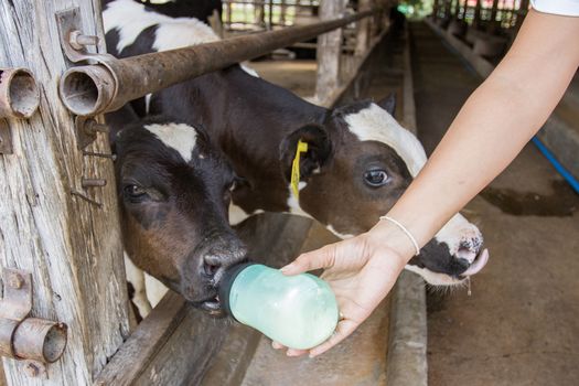 Closeup - Baby cow feeding on milk bottle by hand women in Thailand rearing farm.