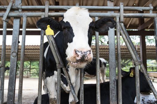 Young calf standing in the paddock, asia Thailand farm.