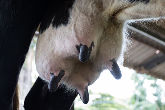 selective focus udder milk of young cow female standing on dairy farm 