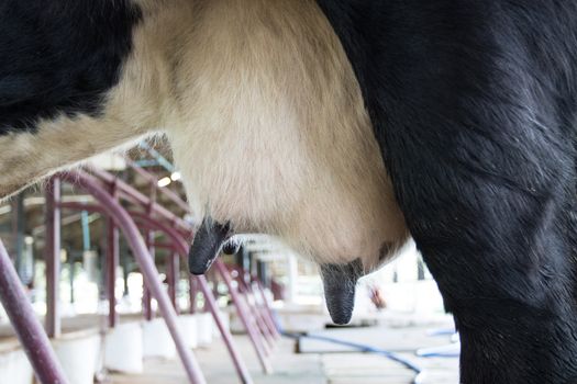 selective focus udder milk of young cow female standing on dairy farm 