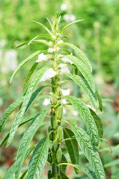 Sesame seed flower on tree in the field, Sesame a tall annual herbaceous plant of tropical and subtropical areas cultivated for its oil-rich seeds