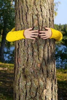 woman hands hugging pine tree trunk in autumn forest. love tree loved the world hug a tree. Ecology and environment concept hugging a tree in forest, nature and eco lifestyle - change the world, protection for life and planet