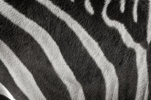 Zebra pattern with black and white stripes