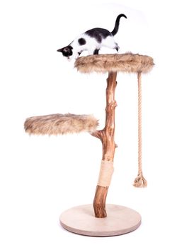 Black and white kitten on a modern scratch pole, isolated