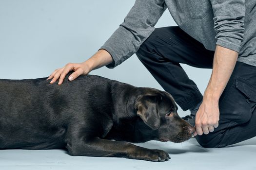 The man trains the dog indoors and gestures with his hands to execute the model's commands. High quality photo