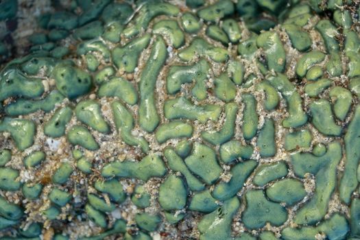 This is a green favia coral with bright red and green eyes. Sea coral during low tide.