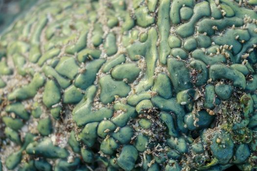 This is a green favia coral with bright red and green eyes. Sea coral during low tide.