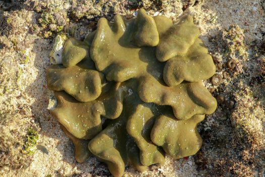 Macro image leather toadstool coral, visible below the water surface at low tide Lokbok, Indonesia.This vibrant, leathery, wave exposed soft coral, on a coral bommie, near the mainland.