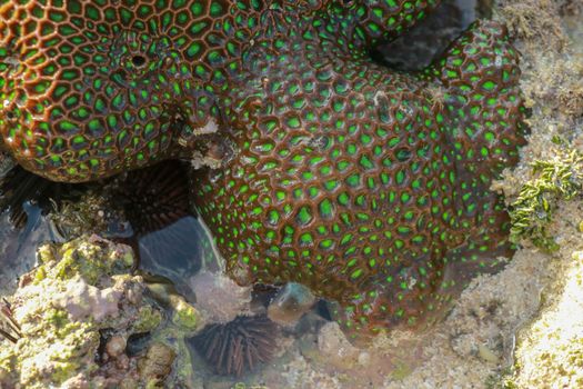 Coral reefs are built from stony corals, which in turn consist of polyps for education in nature. Green type of shallow water corals, as seen from the surface during ebb tide.