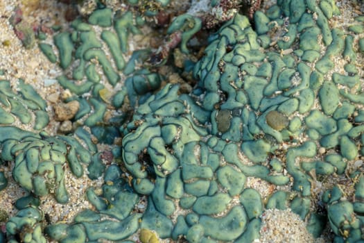 view of a coral reef at low tide, during day light in a sunny day.