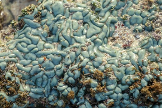 view of a coral reef at low tide, during day light in a sunny day.