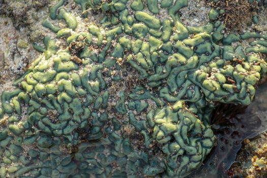 view of a coral reef at low tide, during day light in a sunny day.