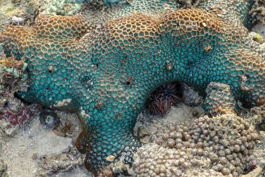 This is a green favia coral with bright red and pink eyes.