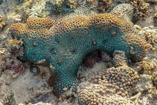 This is a green favia coral with bright red and pink eyes.