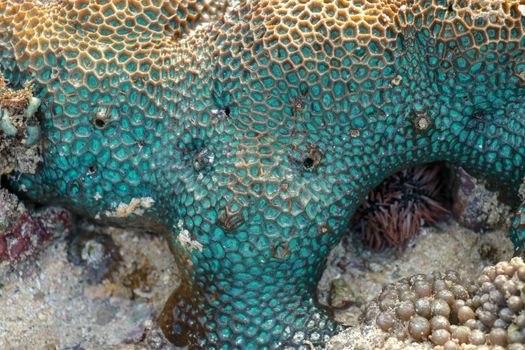 This is a turquoise favia coral with bright blue eyes during low tide.