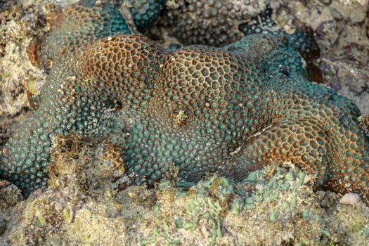 This is a green favia coral with bright red and pink eyes.