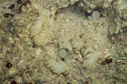 Dead Man Fingers in shallow water. White soft coral during low tide.