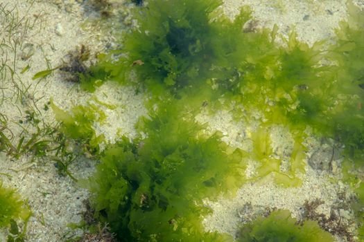 Underwater Background of sea grass in blue water. Green grass sandy bottom the clear water.
