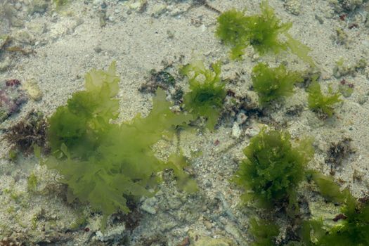 Underwater Background of sea grass in blue water. Green grass sandy bottom the clear water.