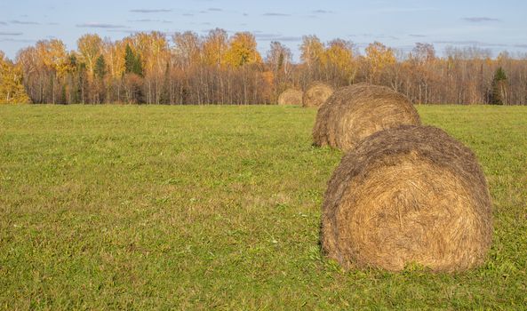 Hay bale. Agriculture field with sky. Rural nature in the farm land. Straw on the meadow. Wheat yellow golden harvest in summer. Countryside natural landscape. Grain crop, harvesting.