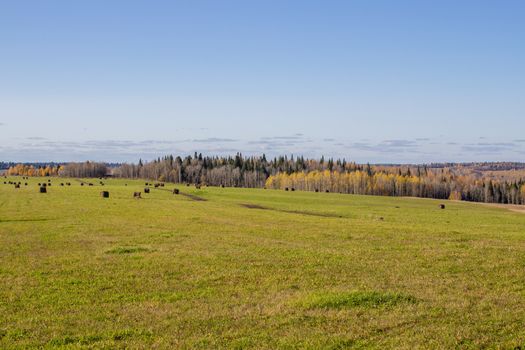 Hay bales in the field in autumn. Agricultural field with sky. panorama. The rural nature of farms. Straw in the meadow. Rural natural landscape. The grain harvest, and harvesting.