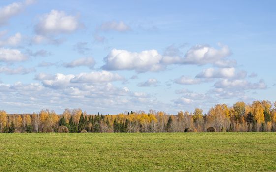 Hay bales in the field in autumn. Agricultural field with sky and clouds. The rural nature of farms. Straw in the meadow. Rural natural landscape. The grain harvest, and harvesting.