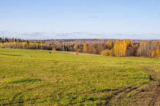 Hay bales in the field in autumn. Agricultural field with sky. panorama. The rural nature of farms. Straw in the meadow. Rural natural landscape. The grain harvest, and harvesting.